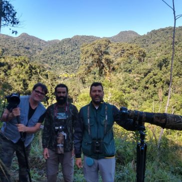 10 to 13 July. Expedition by cities of the south of the state of São Paulo. Showing new birds to friends Ernani Oliveira and Alexandre Vidal. . .