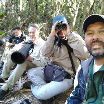 16 de Julho de 2018. Saída para fotografia de aves com o amigo e guia Benedito Freitas e seu clientes.