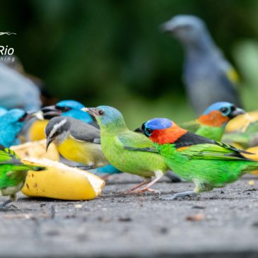 Special trip for photographers. Places with feeders. Many birds of the Atlantic Forest