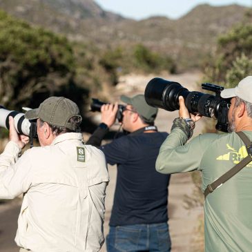 05 e 06 de junho de 2023 – Expedição para Fotografia de aves pelo Parque Nacional do Itatiaia com o grupo da Biodiverse Tours