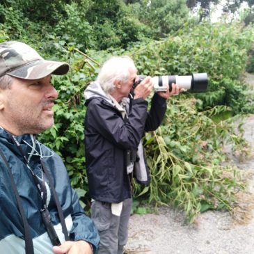 20 a 26 de Março de 2024 - Tour para observação e fotografia de aves pelo Parque Nacional do Itatiaia e Tremembé SP com o americano George Powell.