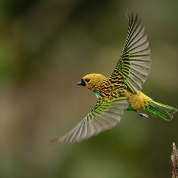 21 de setembro a 05 de outubro de 2025 - Tour em parceria com a empresa Manakin Nature da Colômbia..