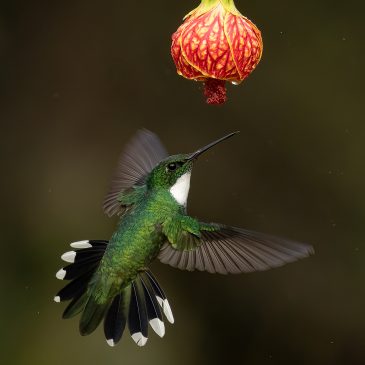 Mata Atlântica