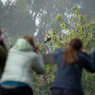 13 a 22 de julho de 2024 - Tour para fotografia de aves pela Floresta Atlântica do Sudeste com os amigos chilenos Sandra, Cecilia, Max e Nicolás.