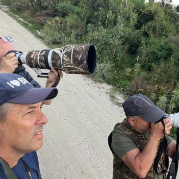 10 a 21 de Maio de 2025 - Tour de fotografia de aves com os espanhõis Carlos Pache e Suso Gonzalez pelo Sudeste do Brasil.