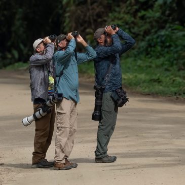 24 de julho a 05 de agosto de 2025 – Tour para observacao e fotografia de aves com o grupo do amigo Jose Antonio do Peru e seus clientes americanos Thomas Perry Lewis II e Troy Eugene Corman pelo Parque Nacional da Serra da Canastra e pela Mata Atlantica do Sudeste do Brasil.
