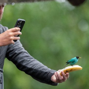 26 de junho a 06 de julho de 2025 - Tour para observacao e fotografia de aves com os americanos Steve Huggies, Owen Deutsch e Mike Felz pela Mata Atlantica do Sudeste do Brasil.