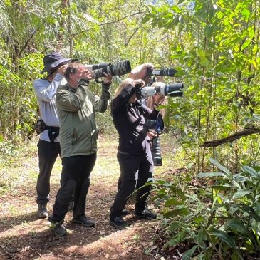 12 a 21 de setembro de 2025 – Tour para fotografia de aves com grupo da Republica Checa, lider Petr Bambousek, Zdenek Machacek, Vitezslav Püzej, Jolana Nejmanova e Sarka Vajcova pela Mata Atlantica do Sudeste do Brasil.