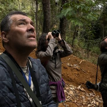 27 de setembro a 12 de outubro de 2025 – Tour para observacao e fotografia de aves com o casal Stefan Hirsch (Alemanha) e Carmen (Espanha) pelos estados do Rio de Janeiro, Espirito Santo e Sao Paulo.